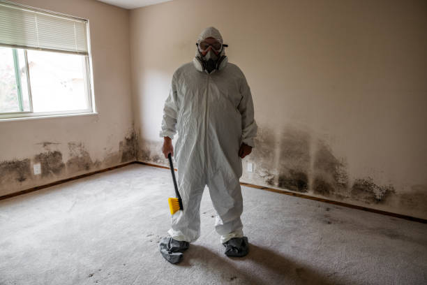 Professional Mold Removal in Moyie Springs, ID